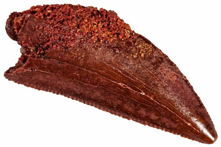 Serrated, Raptor Tooth - Real Dinosaur Tooth #295804